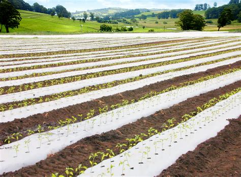 silver metallic plastic mulch vs green houses|black plastic mulch for garden.